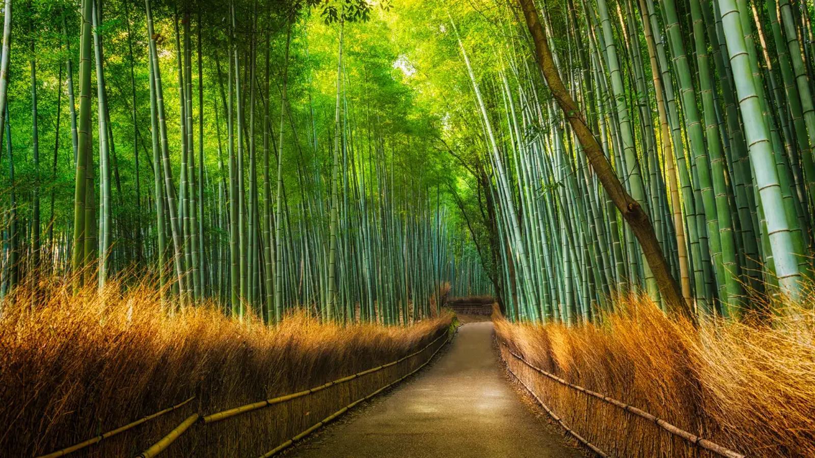 The Arashiyama bamboo grove, Kyoto