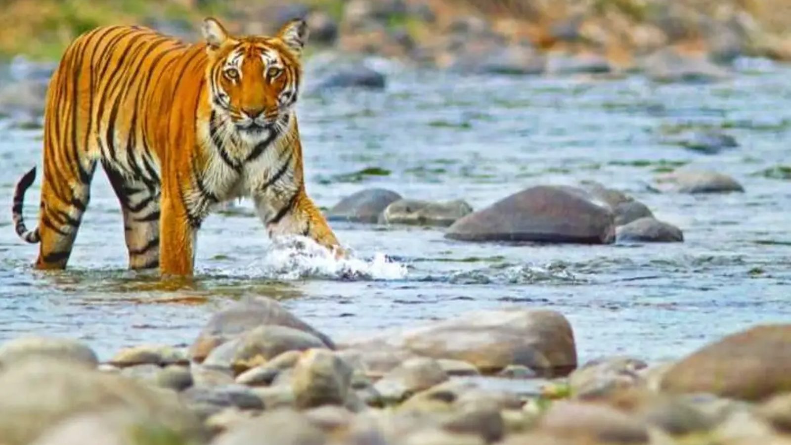 Jim Corbett National Park, Uttarakhand
